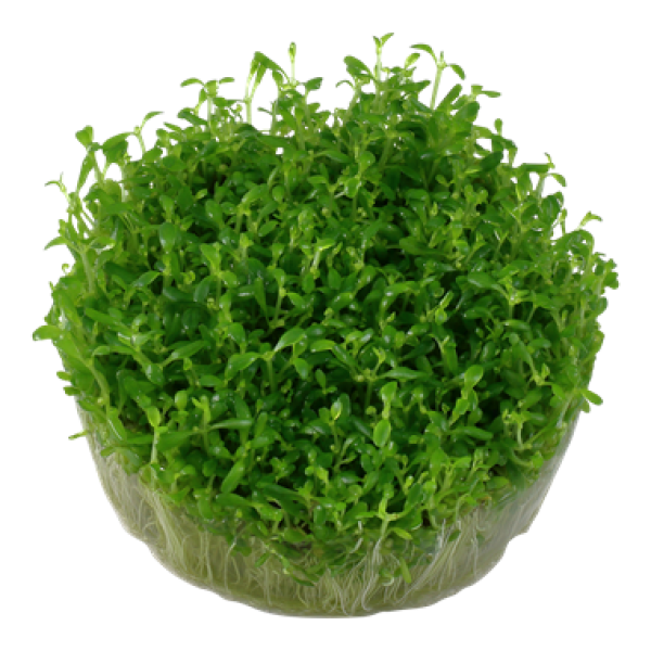 Elatine hydropiper/ Wasserpfeffer 1-2-Grow!